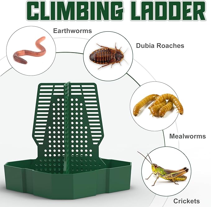 Chameleon Feeding Bowl for Reptile Terrarium, Climbable Design for Reptile to Hunt, Suitable for Feeding Lizards, Bearded Dragons, Geckos, Guardians, Frogs, Green, Large Fischuel