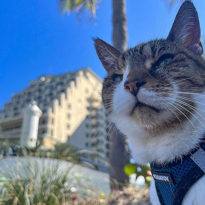 Voyager Step-In Air Dog Harness - All Weather Mesh, Reflective, No Pull Harness for Small, Medium Dogs, Cats - Secure with Hook & Loop Fastener, Buckle, Double D-Rings - Blue/Black Trim, XXS BestPetSuppliesLLC