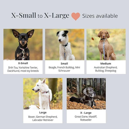 Lucky Love Dog, Blue Winter Pinecones Dog Collar and Leash Set, Vivid Winter Ornaments Dog Collar and Leash for Girl or Boy Dogs - (Large, SweetHoliday Combo) LuckyLoveDog