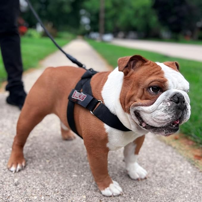BULLHUG Harness – Made for Larger Chested Dogs Like English Bulldogs, French Bulldogs, Pugs & More. Stops Dogs from Pulling & Choking on Walks (Black, Small) BULLHUG