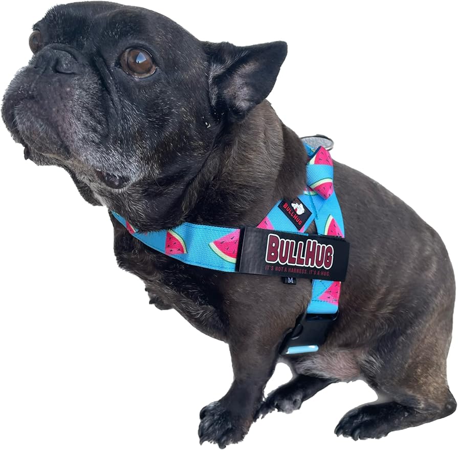 BULLHUG Harness – Made for Larger Chested Dogs Like English Bulldogs, French Bulldogs, Pugs & More. Stops Dogs from Pulling & Choking on Walks (Watermelon, Medium) BULLHUG