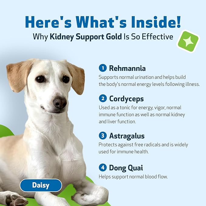 Pet Wellbeing Kidney Support Gold for Dogs - Healthy Kidney Function, Fluid Balance, Energy Levels, Normal Appetite, Rehmannia, Dong Quai - Veterinarian-Formulated Herbal Supplement 2 oz (59 ml) PetWellbeing