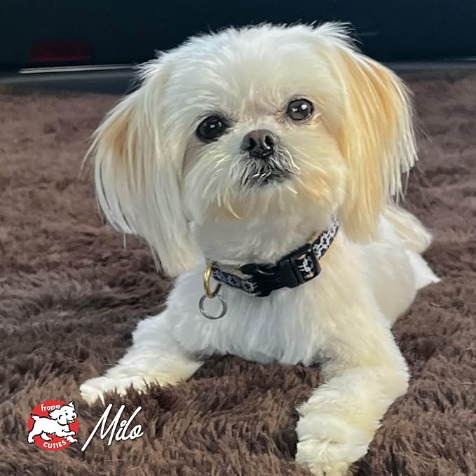 Fromm Four-Star Nutritionals Rancherosa Dog Food - Premium Dry Dog Food - Beef Recipe - 4 lb - PAWPICO