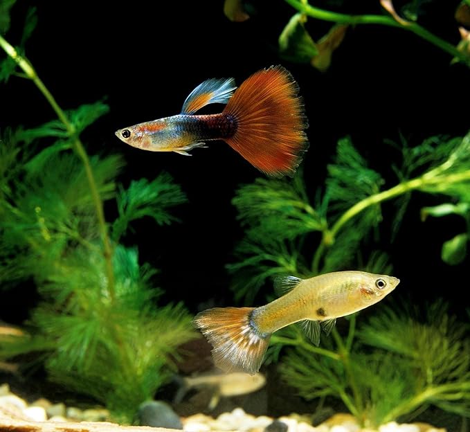 Aquatic Foods Inc. Premium Community Tropical Fish Flakes. All-Around Flakes for Tetras, Livebearers, Gouramis, Anglefish, Cichlids, Goldfish, Guppies, Mollies 1/2-lb Bag Aquatic+Foods+Inc.