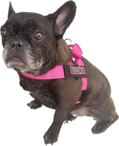 BULLHUG Harness – Made for Larger Chested Dogs Like English Bulldogs, French Bulldogs, Pugs & More. Stops Dogs from Pulling & Choking on Walks (Teal, Medium) BULLHUG