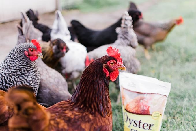 Manna Pro Crushed Oyster Shell for Laying Hens - Laying Chicken Oyster Shell - 6-Pack of 5lbs MannaPro