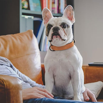 Didog Soft Padded Leather Dog Collar, Breathable Heavy Duty Dog Collar Leather with Adjustable Rust-Proof Metal Buckle for Small Medium Large Dogs, Light Brown, XL Didog