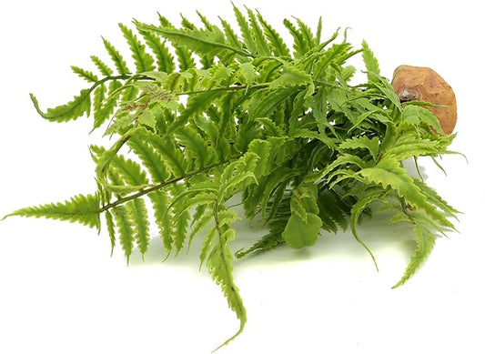 JIHAQUA Lifelike Reptile Tank Plant Decor - Realistic Artificial Plastic Plant for Terrariums and Pet Enclosures (Style B) JIHAQUA