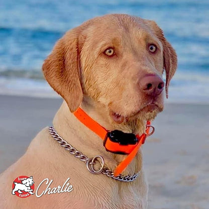 Fromm Four-Star Salmon Tunalini Dog Food, 26 Lb - PAWPICO