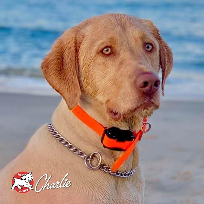 Fromm Four-Star Nutritionals Salmon Tunalini Dog Food - Premium Dry Dog Food - Salmon Recipe - 4 lb - PAWPICO