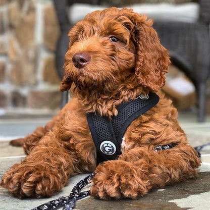 Gooby Comfort X Head In Harness - Black, Large - No Pull Small Dog Harness, Patented Choke-Free X Frame - Perfect on the Go Dog Harness for Medium Dogs No Pull or Small Dogs for Indoor and Outdoor Use Gooby