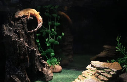 Penn-Plax Reptology Shale Step Ledge Cave Hideout - Aquarium & Terrarium Decoration - for Fish, Reptiles, Amphibians, and Small Animals - Large 2 (REP189) Penn-Plax
