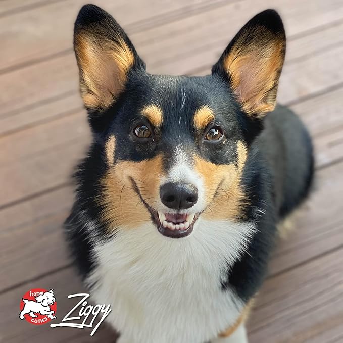 Fromm Four-Star Nutritionals Pork & Applesauce Dog Food - Premium Dry Dog Food - Pork Recipe - 12 lb - PAWPICO