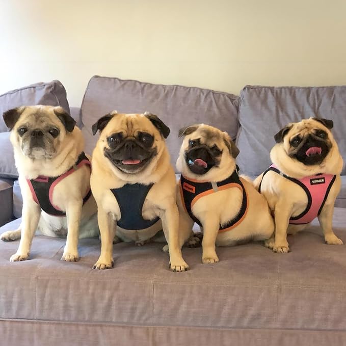 Voyager Step-In Air Dog Harness - All Weather Mesh, Reflective, No Pull Harness for Small, Medium Dogs, Cats - Secure with Hook & Loop Fastener, Buckle, Double D-Rings - Blue/Black Trim, XXS BestPetSuppliesLLC