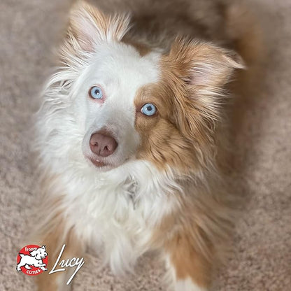 Fromm Four-Star Nutritionals Pork & Peas Dog Food - Premium Dry Dog Food - Pork Recipe - 26 lb - PAWPICO