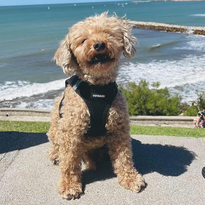 Voyager Step-in Air Dog Harness - All Weather Mesh, Reflective, No Pull Harness for Small, Medium Dogs, Cats - Secure with Hook & Loop Fastener, Buckle, Double D-Rings - Black, L BestPetSuppliesLLC