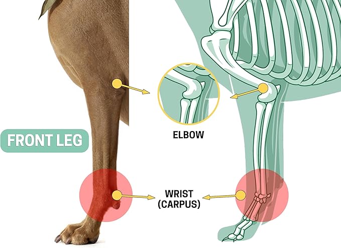 Dog Front Leg Brace Ankle Support for Forelilmb, Canine Dog Wrist Brace Splint, Protects Foreleg Carpus Joint Wounds Heals, Helps with Loss of Stability Caused by Arthritis Lyderpet