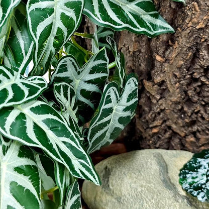 Woyrise 2 Pack Reptile Plants, Terrarium Hanging Plant Vines, Artificial Leaves with Suction Cup, Bearded Dragon Tank Accessories for Gecko Lizard Snake Frog Tortoise Decorations - Alocasia Velvet Woyrise