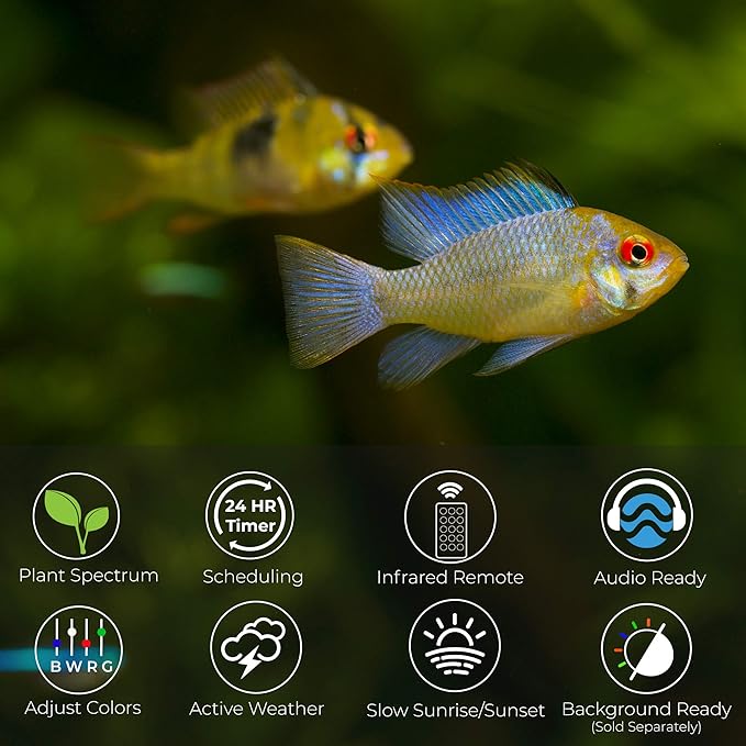 CURRENT USA 18-24" Inch White Full Spectrum Freshwater LED Aquarium Plant Light 10 15 20 25 Gallon | Satellite Plus RGB+ for Aquariums | Wireless 24 Hour Timer Remote Fish Tank Planted Lighting (4320) Current+USA