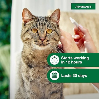 Advantage II Large Cat Vet-Recommended Flea Treatment & Prevention | Cats Over 9 lbs. | 4-Month Supply Advantage