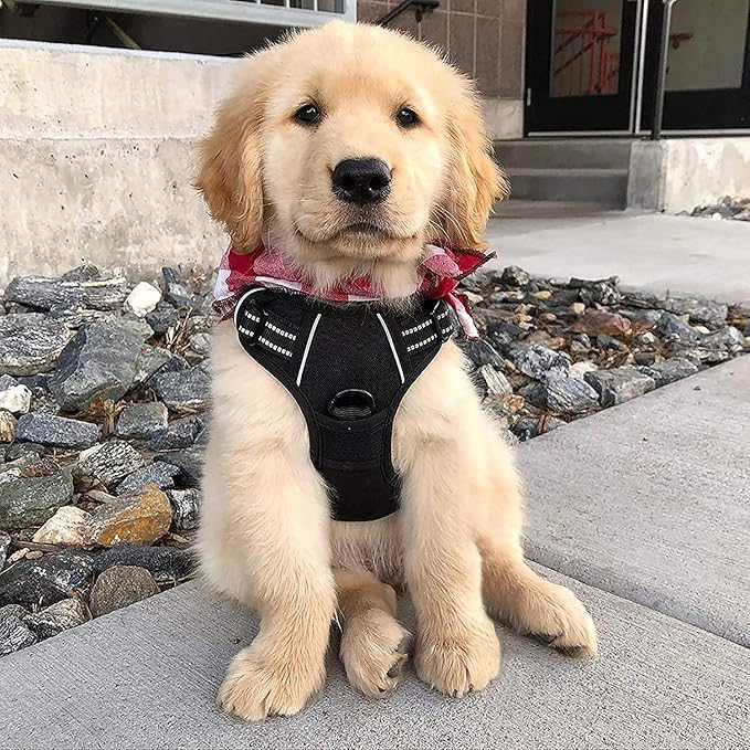 rabbitgoo Dog Harness No Pull with 2 Leash Clips, Adjustable Soft Padded, Reflective Oxford No Choke Pet Vest with Easy Control Handle for Small Dogs, Black, S rabbitgoo