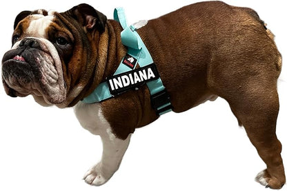 BULLHUG Harness – Made for Larger Chested Dogs Like English Bulldogs, French Bulldogs, Pugs & More. Stops Dogs from Pulling & Choking on Walks (Tiff-Blue, XL) BULLHUG
