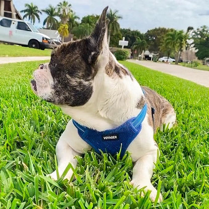 Best Pet Supplies Voyager Adjustable Dog Harness Leash Set with Reflective Stripes for Walking Heavy-Duty Full Body No Pull Vest with Leash D-Ring, Breathable All-Weather - Harness (Royal Blue), S BestPetSuppliesLLC