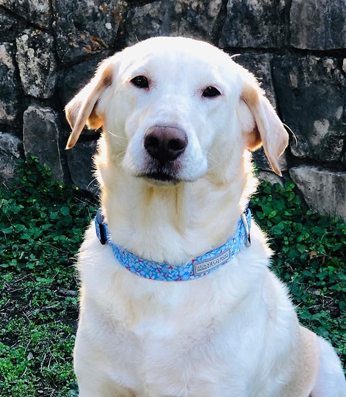 Lucky Love Dog Dog Collar, Leash Set Small, Medium, Large, Premium, Cute and Adjustable Collars for Male and Female Dogs, Winterblue Combo, Small LuckyLoveDog