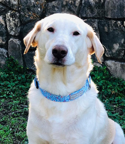 Lucky Love Dog Dog Collar, Leash Set Small, Medium, Large, Premium, Cute and Adjustable Collars for Male and Female Dogs, Winterblue Combo, Small LuckyLoveDog