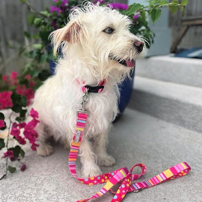 Lucky Love Dog, Colorful Stripes Dog Collar and Leash Set, Yellow, Pink, Blue Color Dog Collar and Leash, Cute Dog Combo Set for Female Dogs - (Large, Molly Combo) LuckyLoveDog
