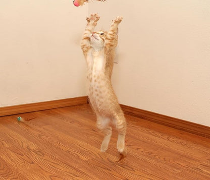 3 Pack Interactive Bouncy Ball with Natural Feathers for Indoor Cats and Kittens who Love to Play and Have Fun. - PAWPICO
