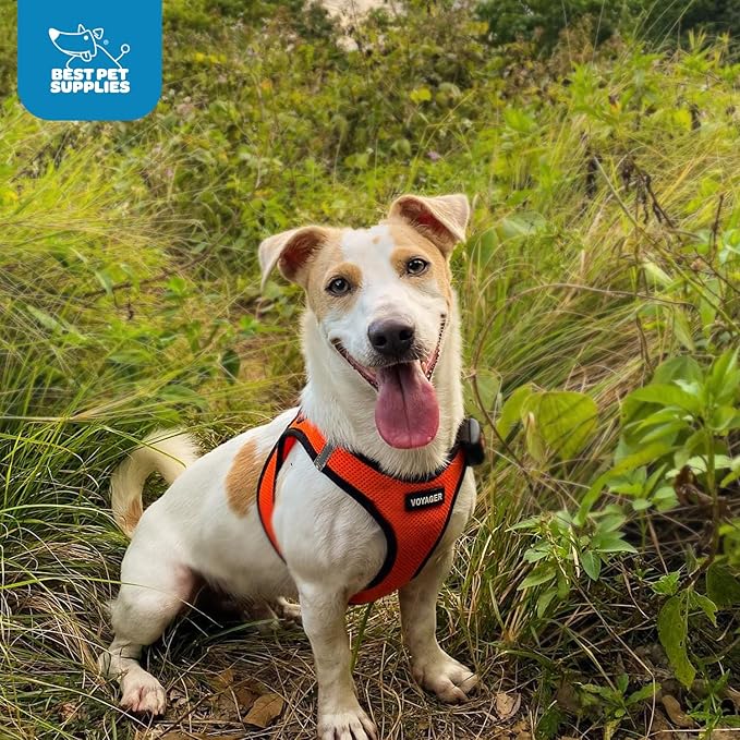 Voyager Step-In Air Dog Harness - All Weather Mesh, Reflective, No Pull Harness for Small, Medium Dogs, Cats - Secure with Hook & Loop Fastener, Buckle, Double D-Rings - Orange/Black Trim, L BestPetSuppliesLLC