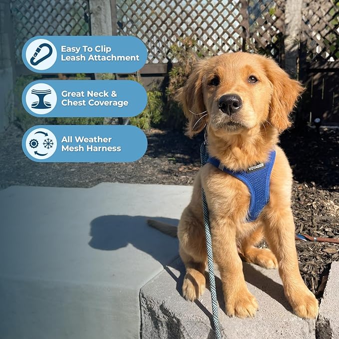Voyager Step-in Air Dog Harness - All Weather Mesh, Reflective, No Pull Harness for Small, Medium Dogs, Cats - Secure with Hook & Loop Fastener, Buckle, Double D-Rings - Royal Blue, XXS BestPetSuppliesLLC
