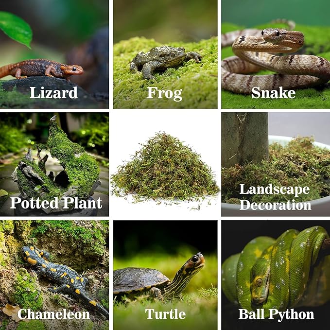 Sukh Sphagnum Moss for Reptiles - Terrarium Moss for Reptiles Peat Moss for Reptiles Habitat Bedding Moss for Snakes Turtle Frog Gecko and Other Reptiles Substrate (3, Ounces) Sukh