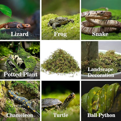 Sukh Sphagnum Moss for Reptiles - Terrarium Moss for Reptiles Peat Moss for Reptiles Habitat Bedding Moss for Snakes Turtle Frog Gecko and Other Reptiles Substrate (3, Ounces) Sukh