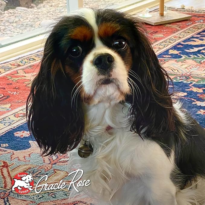 Fromm Four-Star Nutritionals Chicken au Frommage Dog Food - Premium Dry Dog Food - Chicken Recipe - 12 lb - PAWPICO