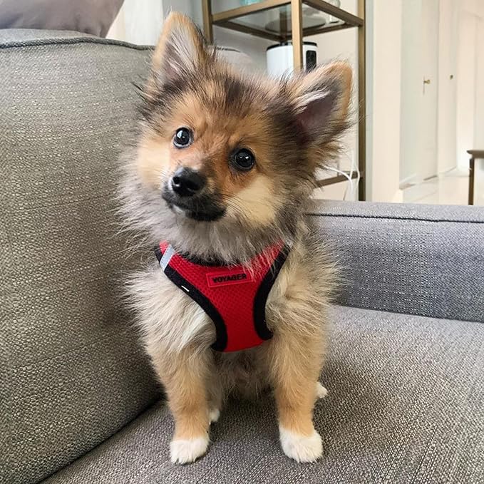 Voyager Step-In Air Dog Harness - All Weather Mesh, Reflective, No Pull Harness for Small, Medium Dogs, Cats - Secure with Hook & Loop Fastener, Buckle, Double D-Rings - Red/Black Trim, XXS BestPetSuppliesLLC