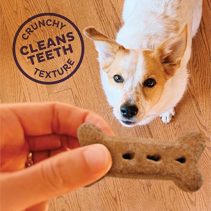 Old Mother Hubbard by Wellness Classic Bac'N'Cheez Natural Dog Treats, Crunchy Oven-Baked Biscuits, Ideal for Training, Large Size, 3 Pound (Pack of 1) - PAWPICO