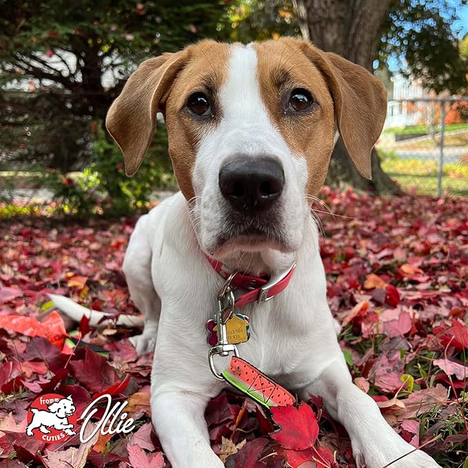 Fromm Adult Gold with Ancient Grains Dry Dog Food (30 lb) - PAWPICO