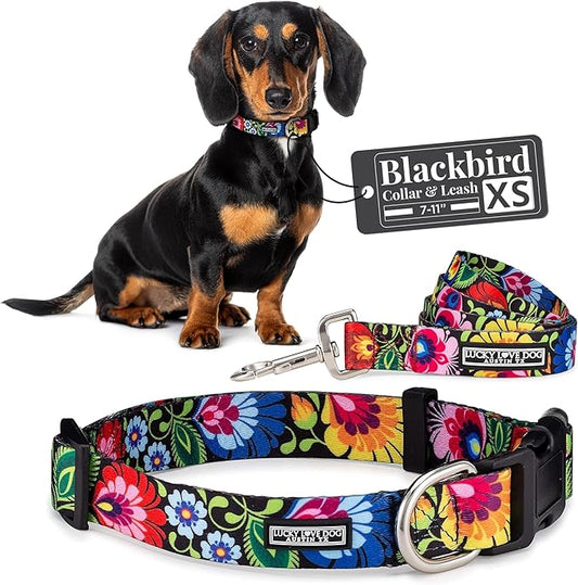 Lucky Love Dog - Easy Click Buckle Dog Collar with Leash Set Combo, Durable & Comfortable Collar for Male & Female Dogs, Pet Collar for Small to Large Dogs, Secure Fit - Blackbird Combo, X-Small LuckyLoveDog