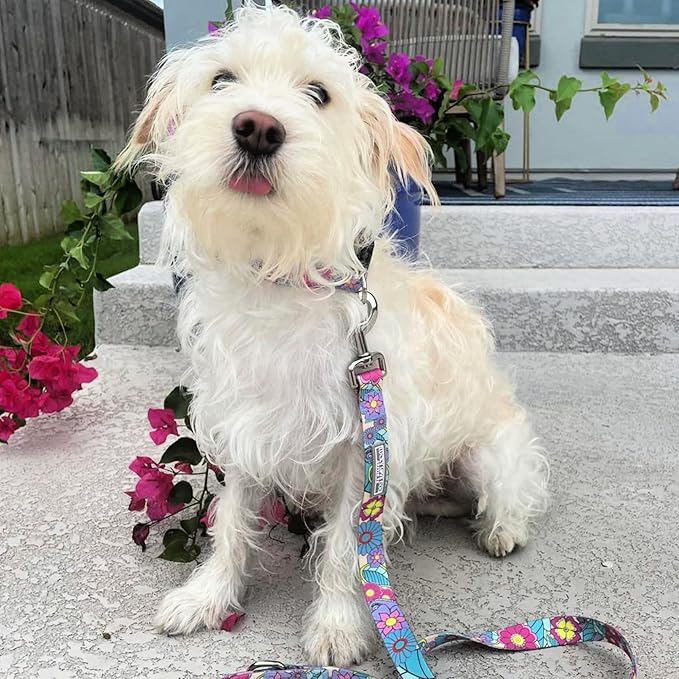 Lucky Love Dog Collar and Leash Combo, Cute Collar and Leash Set for Small Female Dogs, Part of Purchase Donated to Rescue (Small, Caroline, Combo) LuckyLoveDog