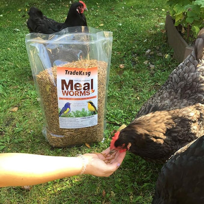 1 lb Dried Mealworms - High Protein Treat for Wild Birds, Chicken, Fish & Reptiles TradeKing