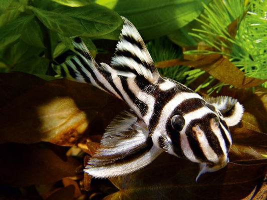 sera Spirulina Tabs Nature 2.1 oz. | Veggie Food Without Dyes & Preservatives | Supports Healthy Digestion & Liveliness | Ideal for Herbivorous Fish & Invertebrates in Fresh & Marine Water Sera