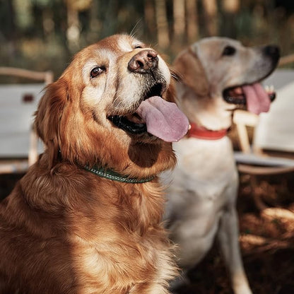 Dog Collar, Genuine Leather Dog Collar, Heavy Duty Dog Collar, Wide Dog Collar for Small Dog, Medium Dog, Large Dog and Extra Large Dog (M: 1" Wide for 15.2"-19.2" Neck, Dual Stitch - Green) DAIHAQIKO