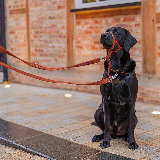 HALTI Training Leash - Multifunctional Double-Ended Dog Leash, Ideal for Anti-Pulling Dog Training. Lightweight & Durable. Suitable for Medium to Large Dogs & Puppies (Size Large, Burnt Orange, 2m) CompanyofAnimals