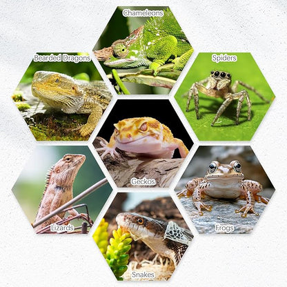 Tfwadmx 2 Pack Reptile Food Bowl, Ceramic Water Feeder Bowl, Reptile Worm Feeding Dish for Lizard Turtle Bearded Dragon Anoles Crested Gecko Hermit Crab Leopard Gecko Chameleon Corn Snake Tfwadmx