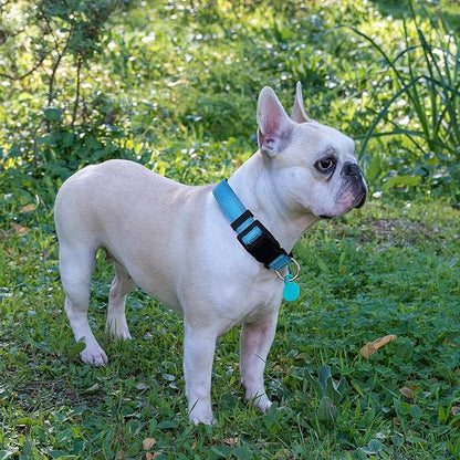 Reflective Dog Collar Padded with Soft Neoprene Breathable Adjustable Nylon Dog Collars for Small Medium Large Dogs (Large (Pack of 1), Vivid Blue Collar+Leash) ladoogo