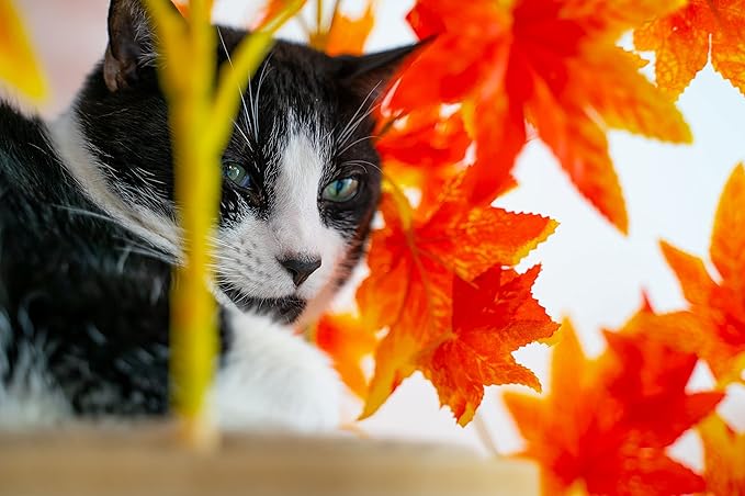 On2 Pets 2ft Interchangeable Leaves Kitty Tree with Scratching Post, Cat Activity Condo Made in USA with Love and Care - PAWPICO