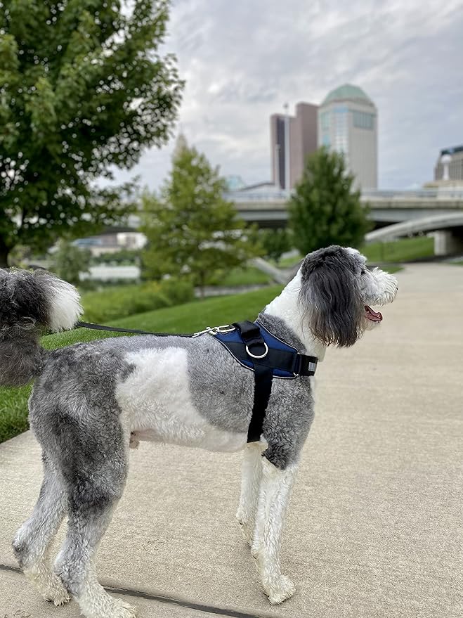 ShawnCo Essential Dog Harness, No-Pull Pet Vest with 3 Leash Clips, No Choke, Reflective, Adjustable and Padded, for Easy Walking and Training for Small, Medium and Large Dogs (Pacific Blue, M) SHAWNCO