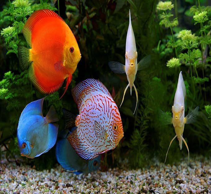 Aquatic Foods Inc. Premium Community Tropical Fish Flakes. All-Around Flakes for Tetras, Livebearers, Gouramis, Anglefish, Cichlids, Goldfish, Guppies, Mollies 1/2-lb Bag Aquatic+Foods+Inc.